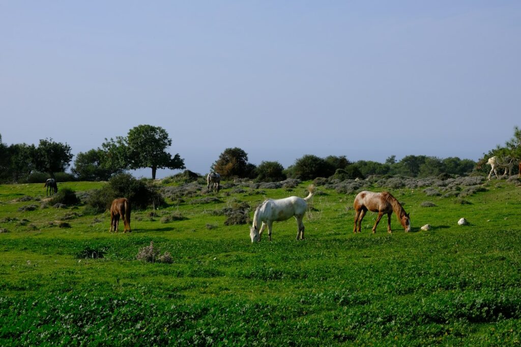 Alimentation et métabolisme du cheval pieds nus