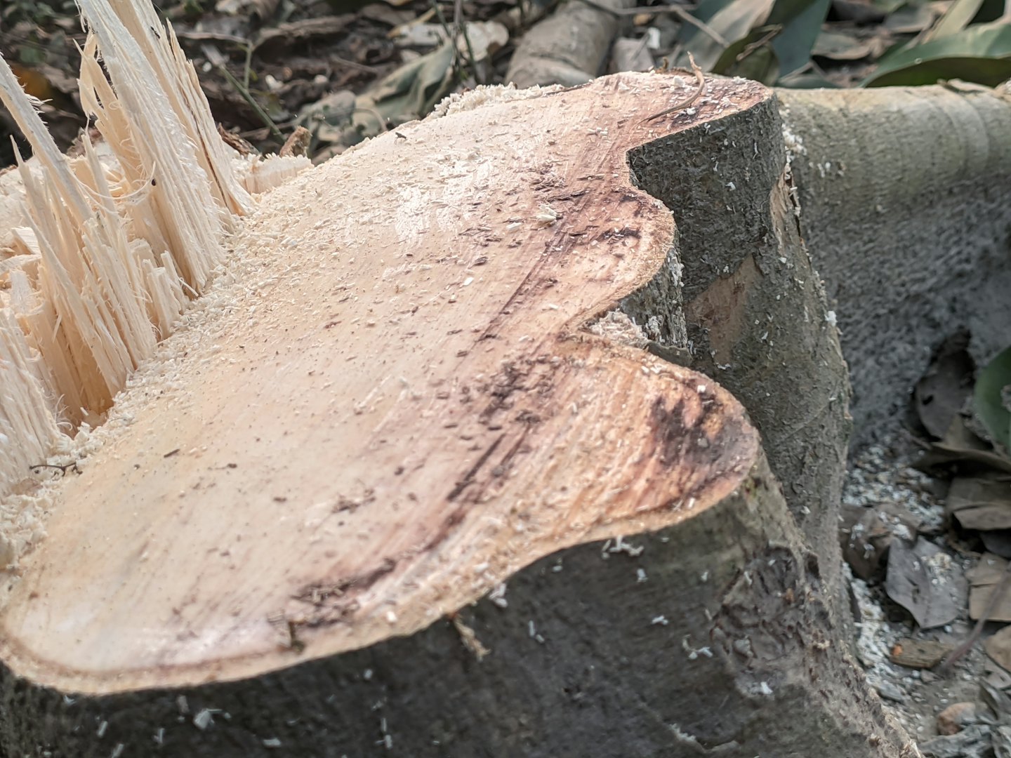 Souche d'arbre fraîchement coupée couverte de copeaux de bois éparpillés.