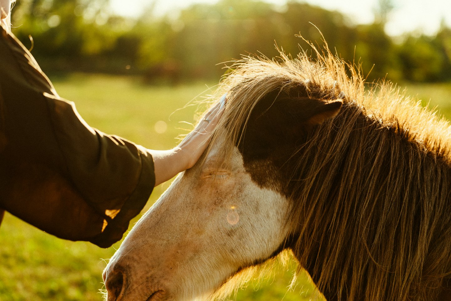 Une main caresse un cheval brun et blanc dans un champ ensoleillé.