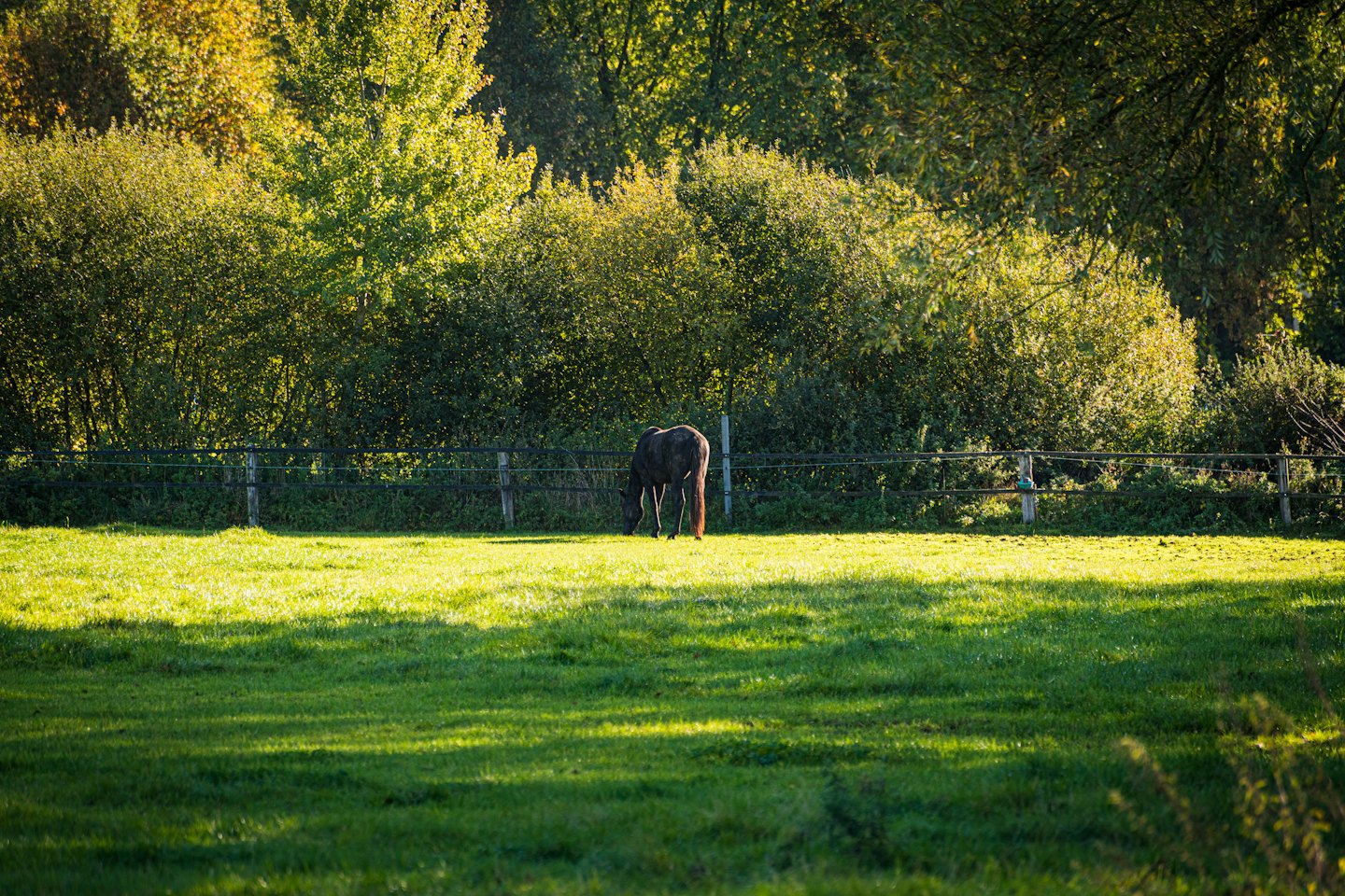 Un cheval noir broute dans un pré verdoyant près d'une clôture en bois.